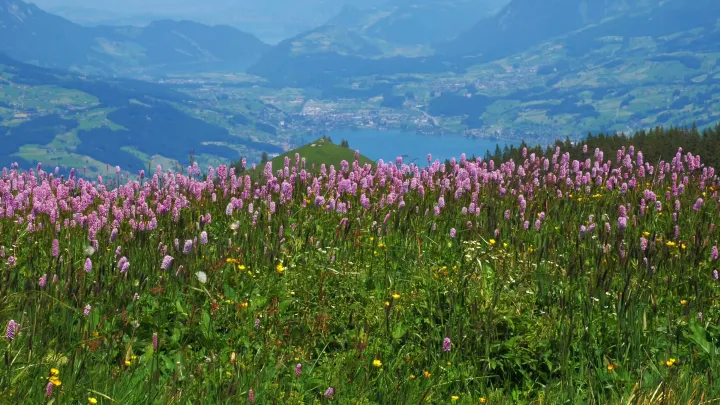 Wildflowers Above the Lake live wallpaper scene
